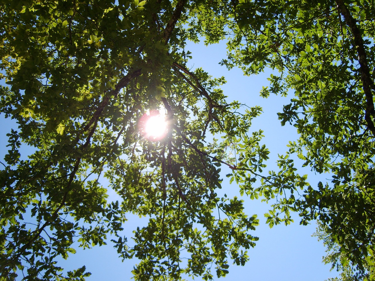 illustration du mois de juin avec un arbre vert 